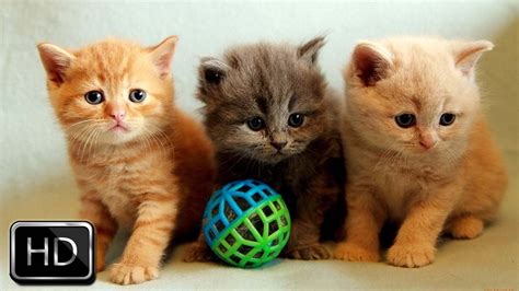 Very Cute Kittens Playing