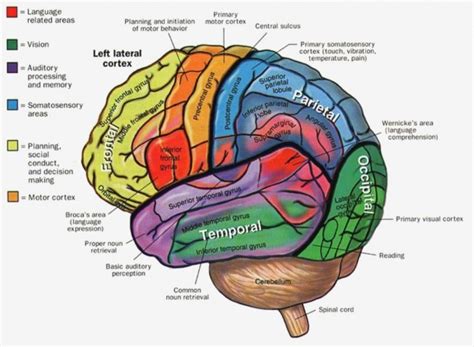 Brain Diagram Labeled Quiz