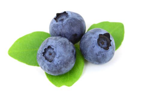 Blueberry Free Stock Photo - Public Domain Pictures