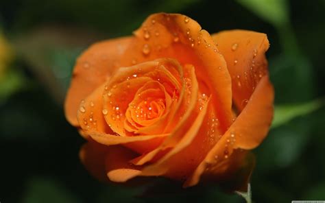 Orange Roses Desktop Wallpapers - Top Free Orange Roses Desktop ...