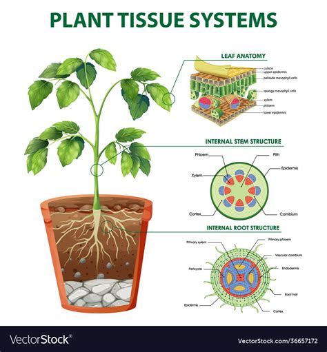 Diagram showing plant tissue systems Royalty Free Vector