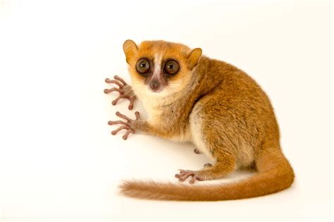 Rufous Mouse Lemur | RARE: Creatures of the Photo Ark | Official Site | PBS