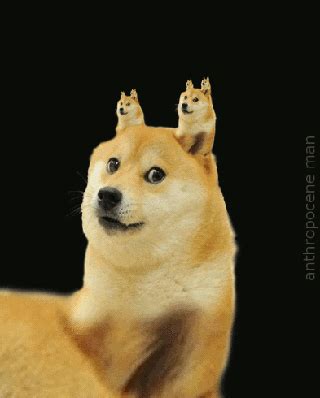 Doge GIF - Find & Share on GIPHY