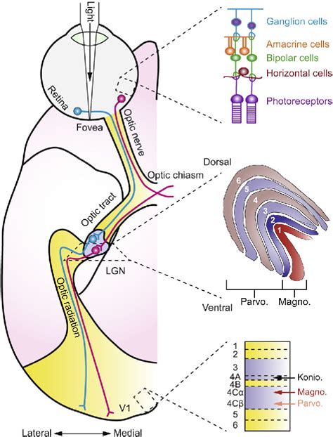 [PDF] Mapping the primate lateral geniculate nucleus: A review of ...