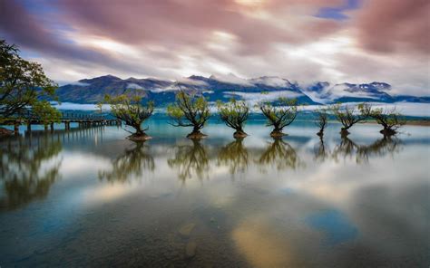 Download Reflection Tree New Zealand Lake Wakatipu Nature Lake HD Wallpaper