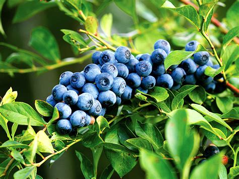 Growing Blueberry in containers | How to grow Blueberry - NatureBring