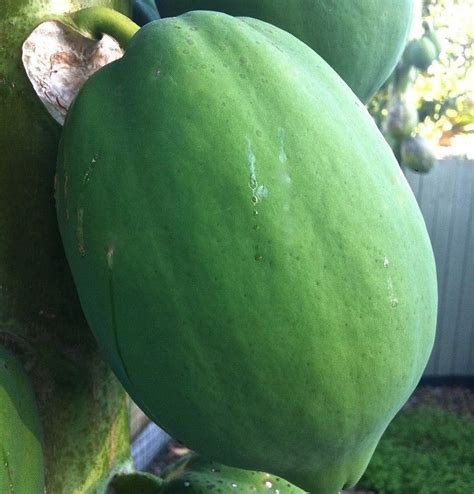 Green Papaya, Fresh Papaya, Papaya Fruit, Carica Papaya, पपीता in ...