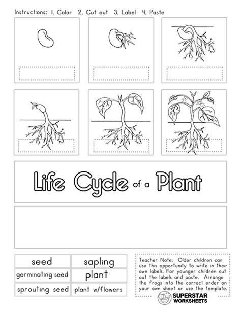 Pin on Science | Plant life cycle worksheet, Plant life cycle, Life cycles