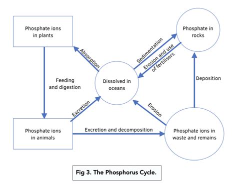 The Phosphorus Cycle (A-level Biology) - Study Mind