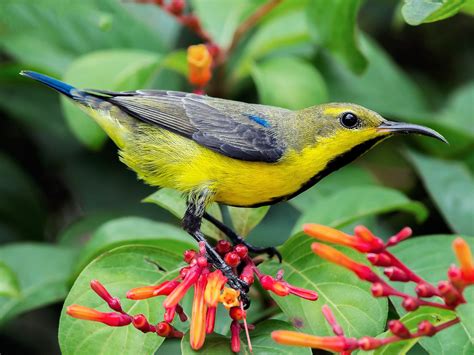 Purple Sunbird - eBird India