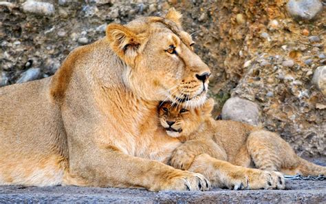 Papier peint Lion, Lionne, Couple, Baby HD: Éclairage large: Haute ...