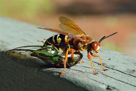 Cicada Killer Wasps in Turf | NC State Extension Publications