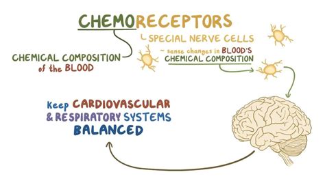 Chemoreceptors: Video, Anatomy, Definition & Function | Osmosis