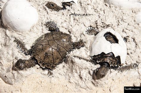 Sea Turtle Hatchlings and Eggs - The 4 Kids