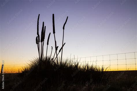 Grass tree silhouette against evening sky Stock Photo | Adobe Stock