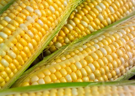 Sweet Corn Harvesting Tips | Blain's Farm & Fleet Blog