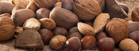 Most Profitable Nut Trees to Grow: Which Trees to Invest In | GroCycle