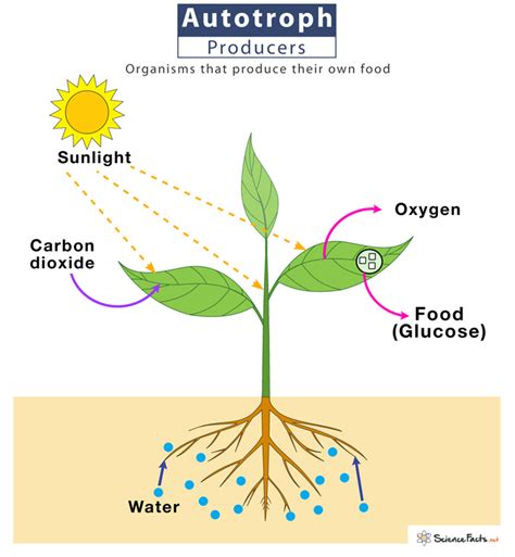 Autotrophs (Primary Producer) – Definition, Types, Examples & Diagram