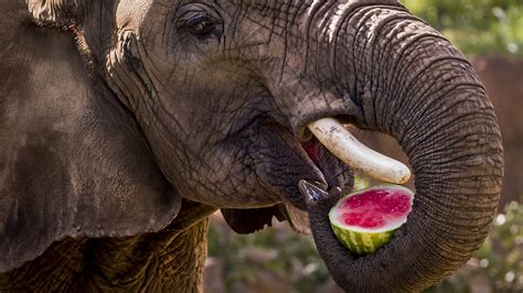 The Dallas Zoo: Please, feed the animals