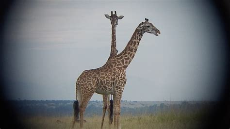 Two-Headed Giraffe by TheFriendlyElephant on DeviantArt