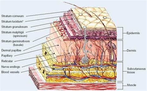 skin layers diagram - Google Search | Makeup | Pinterest | Science ...