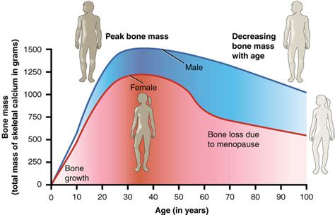 What is the Difference Between Bone Mass and Bone Density - Pediaa.Com