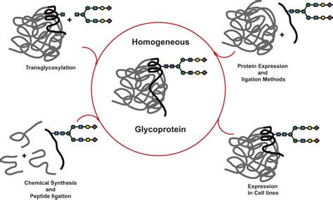 Glycoproteins | Max Planck Institute of Colloids and Interfaces