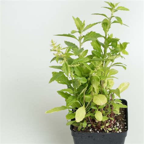 Stevia: Health Benefits, facts and safety!! – Bless Ayurveda