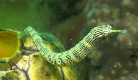 PIPEFISH: THE ULTIMATE CARE, DIET, HABITAT AND SPECIES GUIDE | FISH ...