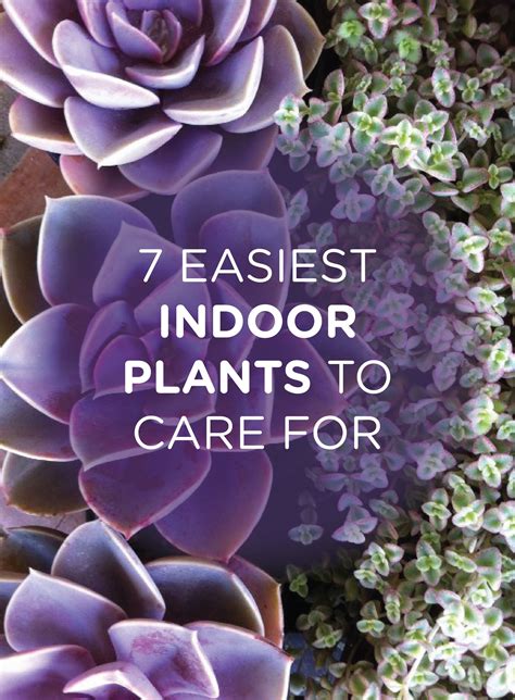 7 Easiest Indoor Plants To Take Care Of – Big Gardening