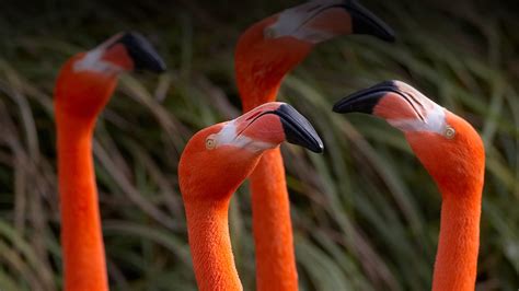 Flamingo | San Diego Zoo Animals & Plants