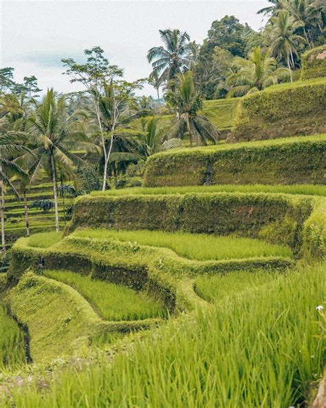 tengalalang rice terrace | Ubud, Rice terraces, Scenery