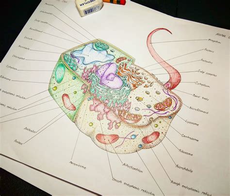 Plant Cell Drawing at PaintingValley.com | Explore collection of Plant ...