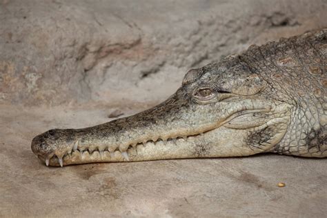 Entirely New Species of Crocodile Has Been Discovered—And It's Got Soft ...