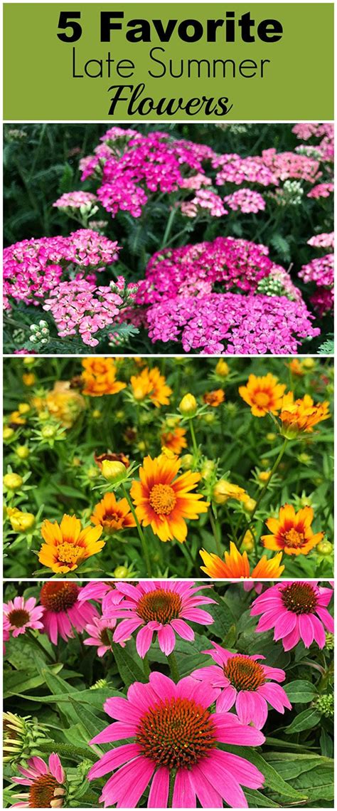 5 Favorite Late Summer Flowers - House of Hawthornes