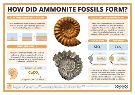 How did ammonite fossils form? | Compound Interest