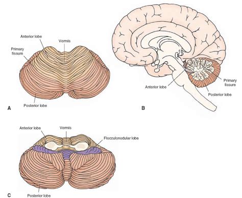 Brainstem II: Pons and Cerebellum Part 2