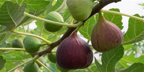 Chicago Hardy Fig Tree Growth and Care Guide - GFL Outdoors