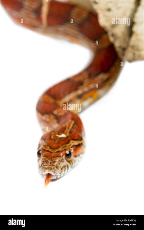 Milk snakes hi-res stock photography and images - Alamy