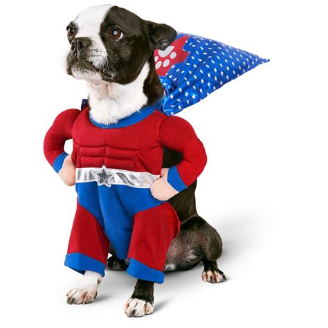 Petco Halloween Superhero Boy Dog Costume | Dog halloween costumes ...