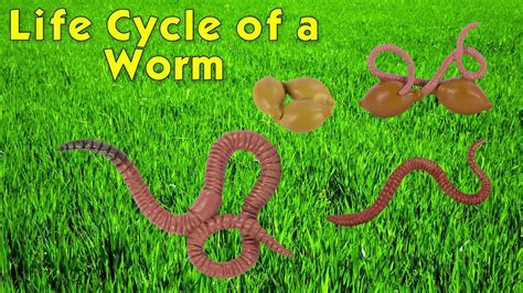 Safari Ltd® Life Cycle of a Worm - YouTube