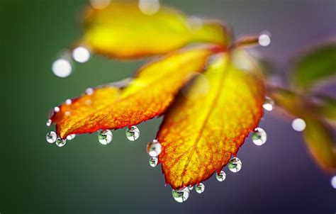 Wallpaper autumn, leaves, drops, nature, rain, rain, nature, autumn ...