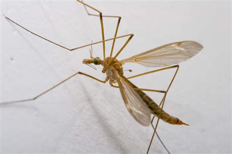 Crane Fly (Tipula Paludosa) - Identification, Pictures and Facts