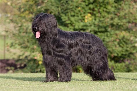 Briard Dog Breed Information | Briard dog, Dog breeds, Briard