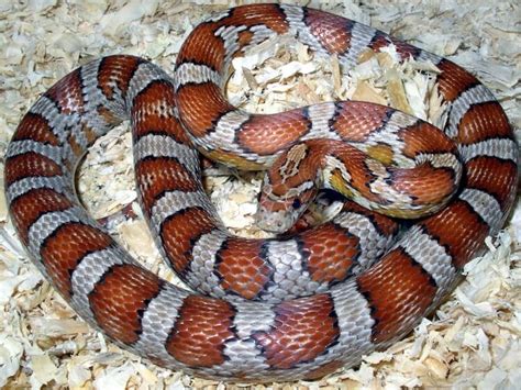 Top 40 Corn Snake Morphs, Color Chart & Pictures