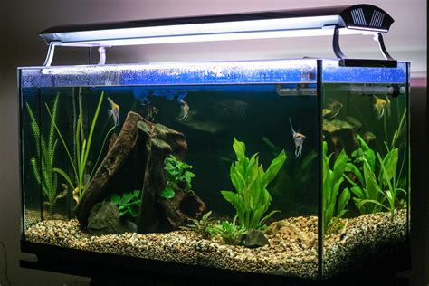 Aquarium Lighting Guide: What You Need to Know | PawTracks