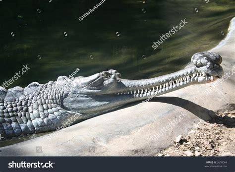 Indian Gharial Crocodile Stock Photo 2670069 : Shutterstock