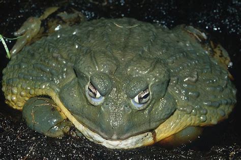 WHAT IS THE WORLD'S LARGEST FROG? |The Garden of Eaden