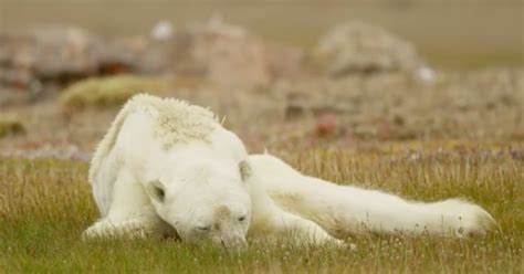 Starving Polar Bear Clings To Life In Viral National Geographic Video ...