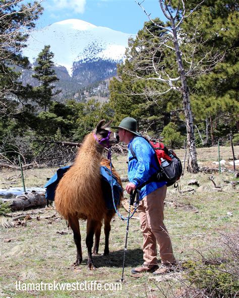 Llama Trekking by Lookin Up Outfitters